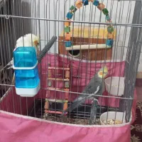 یک جفت نرو ماده آماده با تمام وسایل