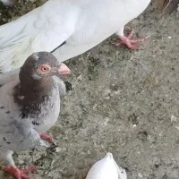 فروش کبوتر|پرنده|باوی, |دیوار