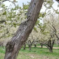کارگر برای کار در باغ