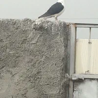 سده سیاه