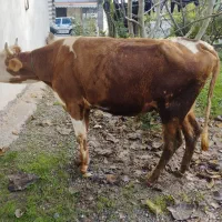 سیمینتال شیری