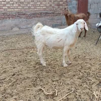 بز و کره