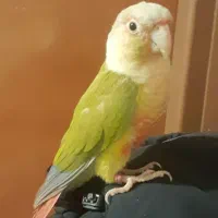 طوطی اهلی و بغلی بوس میده|پرنده|تبریز, |دیوار