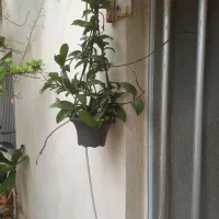 گلوگیاه|گل و گیاه طبیعی|درگهان, |دیوار