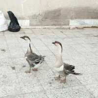 یک جفت قو غاز اصل ویک جوجه خروس چابهاری