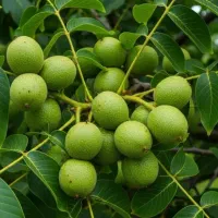 نهالستان فروش انواع نهال گردو و صنوبر و میوه