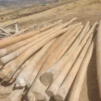 خریدار درخت چوب|خدمات باغبانی و درختکاری|یاسوج, |دیوار