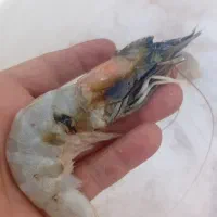 ماهی خلیج فارس