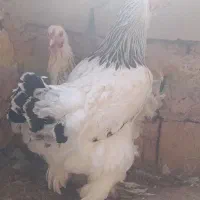 مرغ برهما|حیوانات مزرعه|تربت جام, جامرود|دیوار