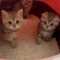 گربه اسکاتیش