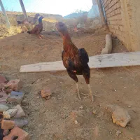 مرغ لاری|حیوانات مزرعه|سقز, |دیوار