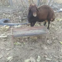 قوچ همو اصل