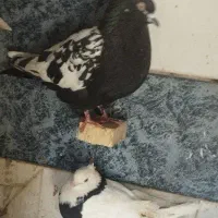 چند عد.د کفتر