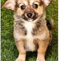 سگ نژاد پامر