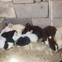 خرگوش