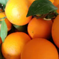 پرتقال تامسون درجه یک