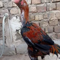 مرغ و خروس لاری|حیوانات مزرعه|قم, جمکران|دیوار