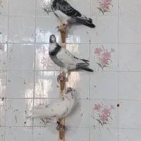 کبوتر|پرنده|شیراز, کوزه گری|دیوار