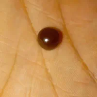 عقیق خرمایی