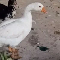 غازو اردک اسرائیلی