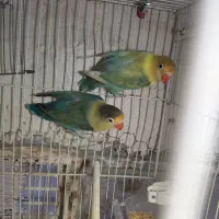2جفت کوتوله پاربلو رنگ خاص