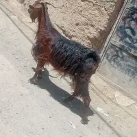 ۱عدد بز درگ محلی گلگی فروشی