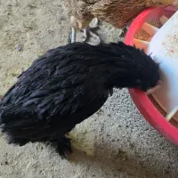 فروش مرغ و خروس گلین.مرندی و گلپایگان|حیوانات مزرعه|خوسف, |دیوار