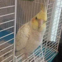 عروس هلندی رام پرنده