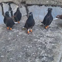 ۵تا دمسفید بشرط پرش