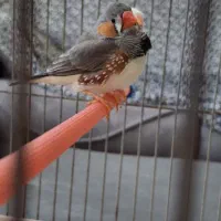 فنچ|پرنده|مرودشت, ثبت احوال|دیوار