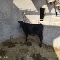 گوساله انگوس|حیوانات مزرعه|سلفچگان, |دیوار