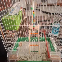 مرغ عشق|پرنده|شیراز, گل سرخ|دیوار