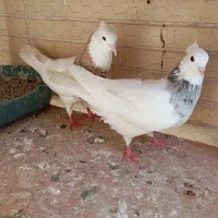 کبوتر درجه یک بازی دار|پرنده|شاهین‌شهر, حافظ شمالی|دیوار