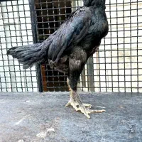 مرغ و خروس لاری