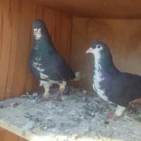 کبوتر|پرنده|شیراز, داریون|دیوار