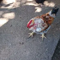 مرغ خروس فروشی|حیوانات مزرعه|اسالم, |دیوار