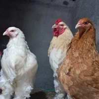 مرغ و خروس برهما