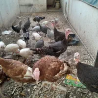 بوغلمون .مرغ شاخدار .