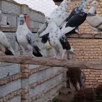 کبوتر پرشی بشرط