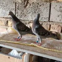 جان آردن