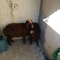 2راس بره ماده سالم سرحال جفتی 19 ملیون|حیوانات مزرعه|مریوان, |دیوار