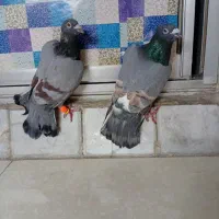 کفتر|پرنده|مشهد, آیت الله کاشانی|دیوار
