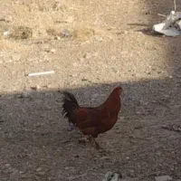 خروس سرحال