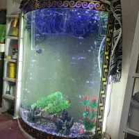 آکواریوم ۱۰ میل شیشه خم