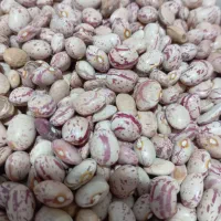 لوبیا چیتی