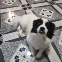 واگذار سگ اشپیتز نر