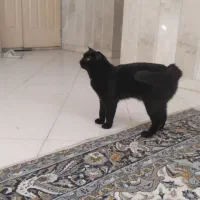 گربه جفت اسکاتیش فلد