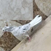 جوجه کوهی  دمسفید نر|پرنده|اهواز, عین ۲|دیوار