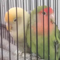 جفت کوتوله برزیلی