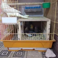 عروس هلندی کوار